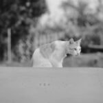 A tranquil black and white image of a cat sitting outdoors, capturing natural beauty and calmness.