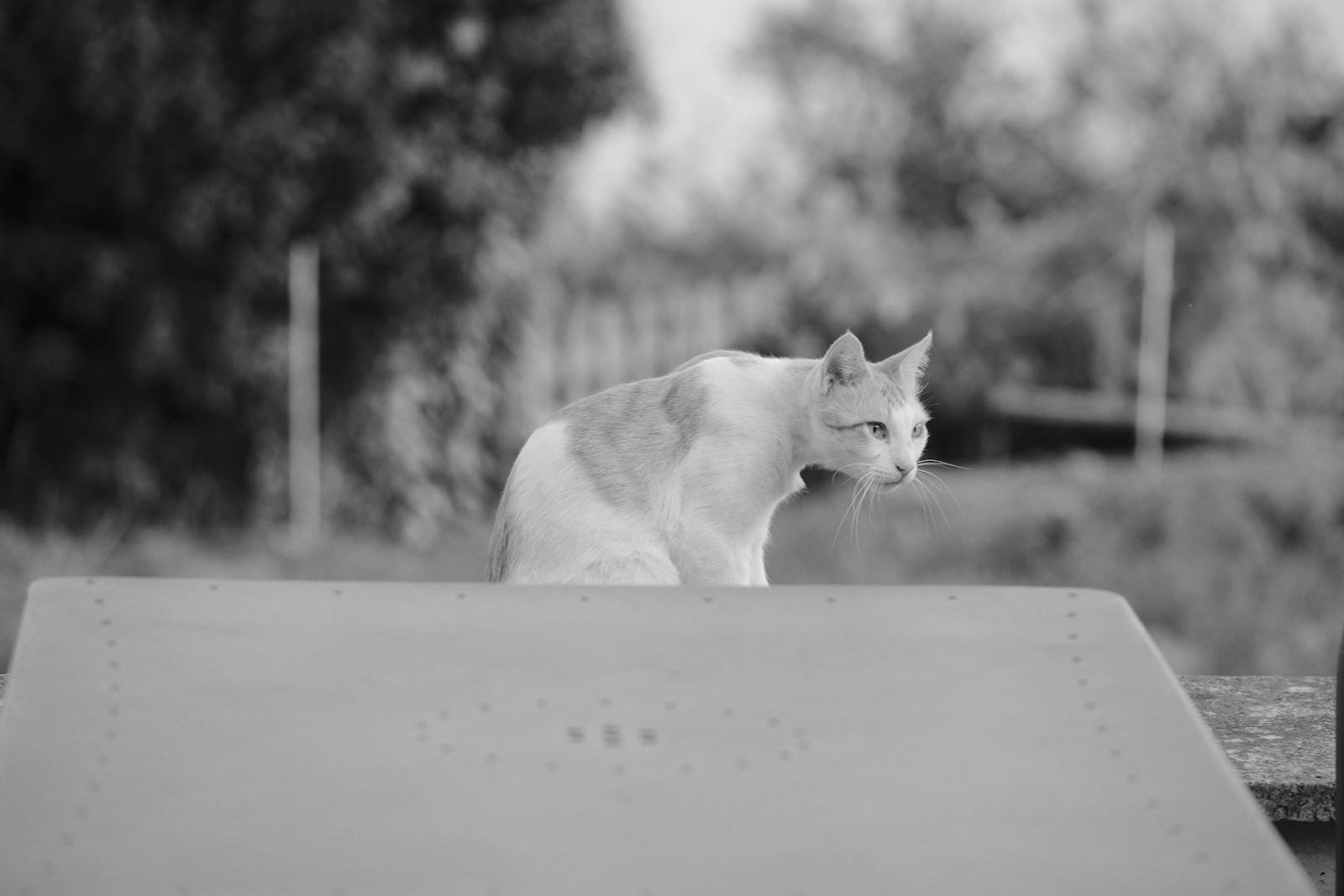 A tranquil black and white image of a cat sitting outdoors, capturing natural beauty and calmness.