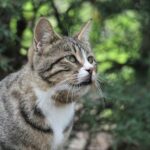 A calico cat is a domestic cat of any breed with a tri-color coat. The calico cat is most commonly thought of as being 25% to 75% white with large orange and black patches; however, they m...