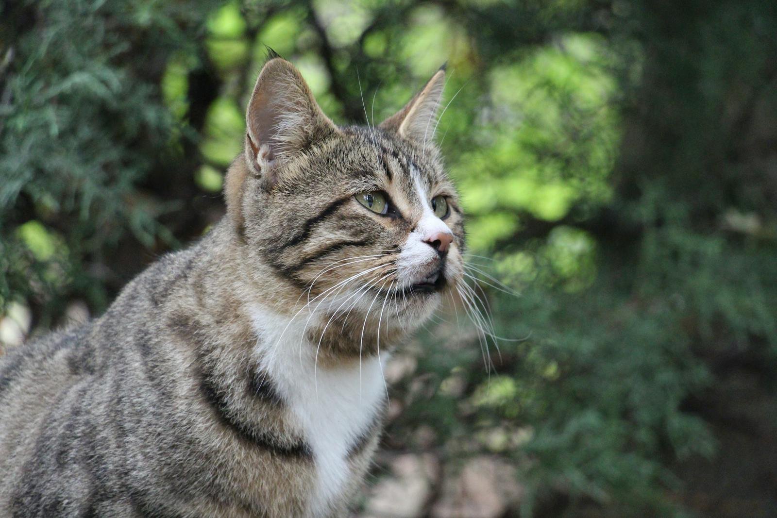 A calico cat is a domestic cat of any breed with a tri-color coat. The calico cat is most commonly thought of as being 25% to 75% white with large orange and black patches; however, they m...