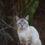 A striking blue-eyed cat sits attentively outdoors in a lush woodland environment.