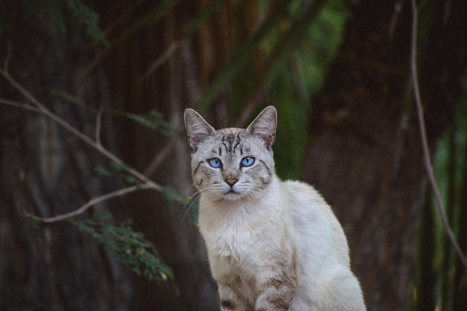 A striking blue-eyed cat sits attentively outdoors in a lush woodland environment.