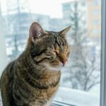A serene tabby cat enjoys a peaceful moment on a windowsill with a snowy view.