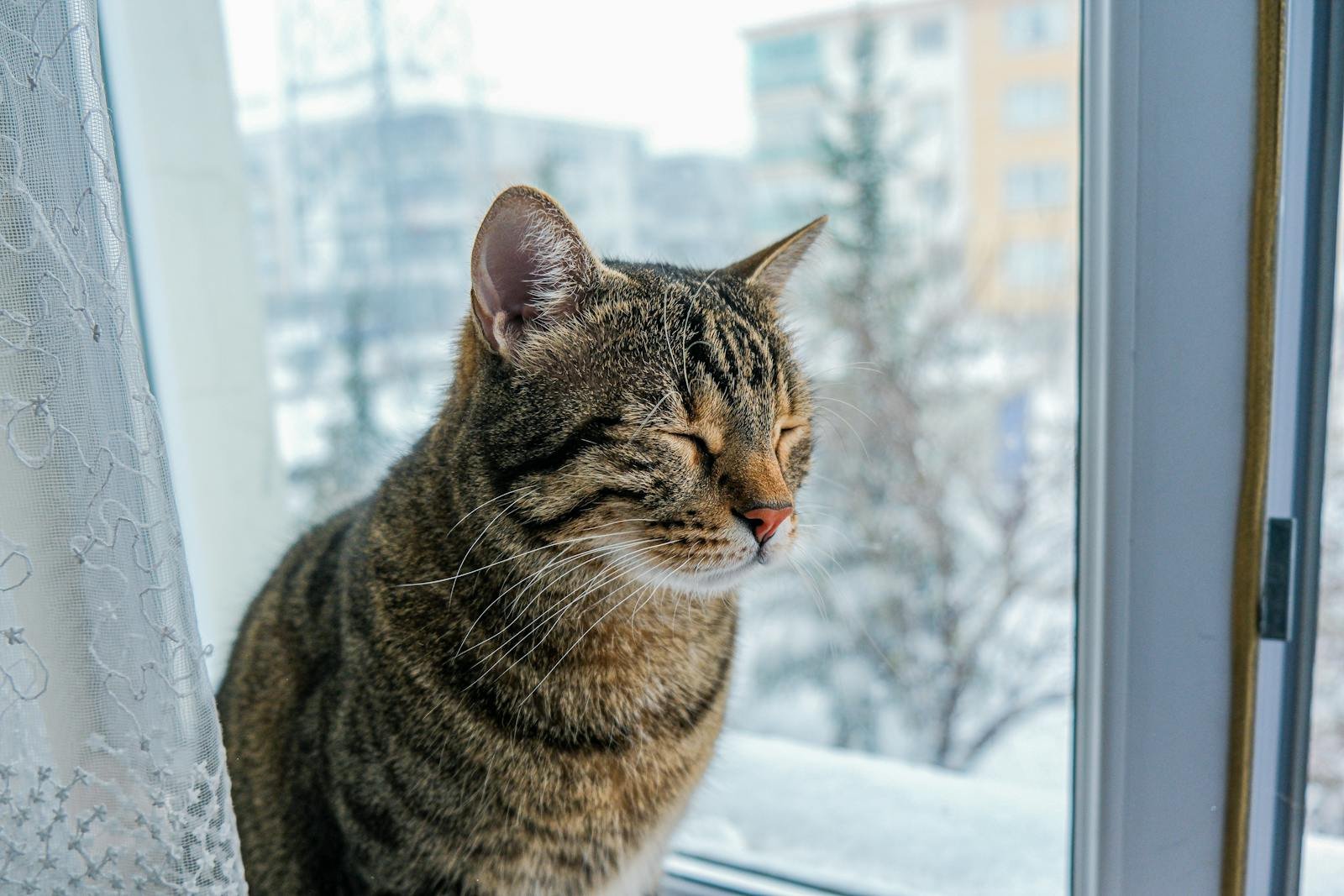 A serene tabby cat enjoys a peaceful moment on a windowsill with a snowy view.