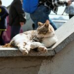 A serene cat lounging on a staircase with people passing by outside in the sunshine.