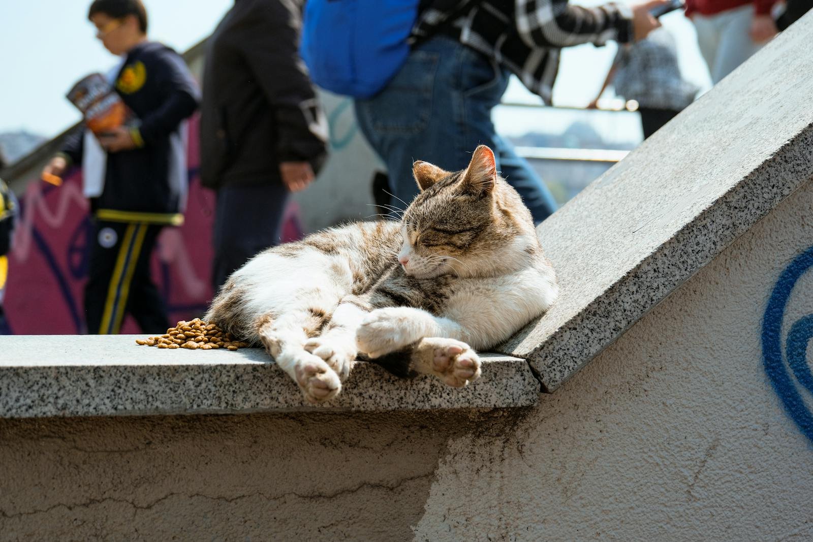 A serene cat lounging on a staircase with people passing by outside in the sunshine.