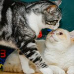 Two cats playing indoors with colorful letters in the background, creating a lively scene.