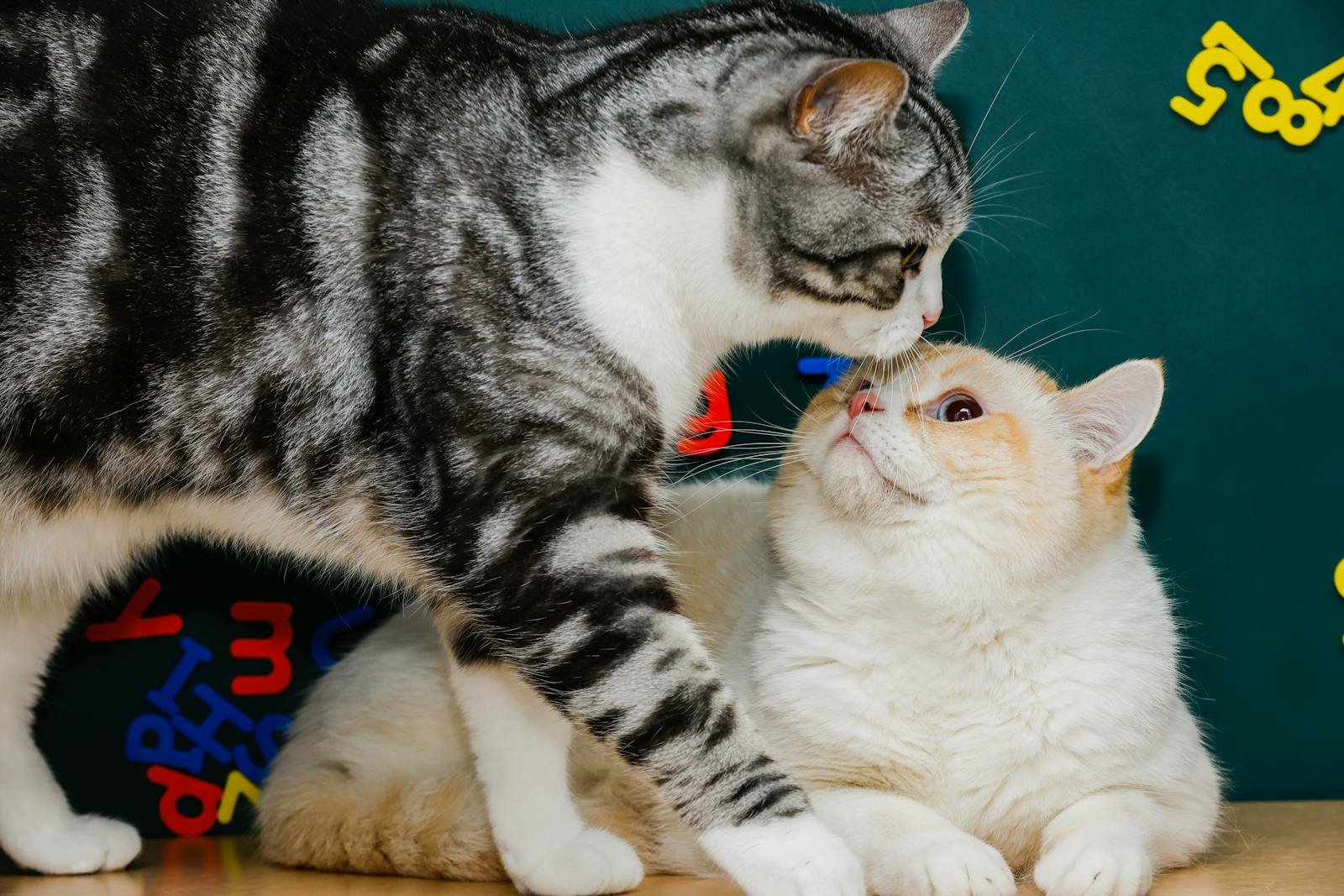 Two cats playing indoors with colorful letters in the background, creating a lively scene.