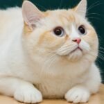 Cute cream-colored cat with big eyes looking curiously while lying indoors.