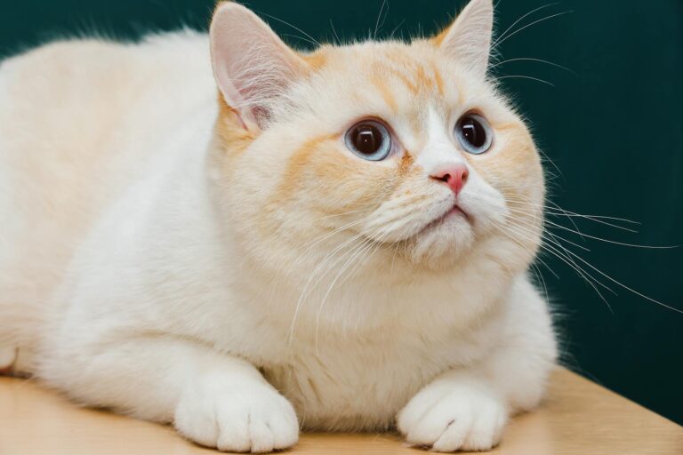 Cute cream-colored cat with big eyes looking curiously while lying indoors.
