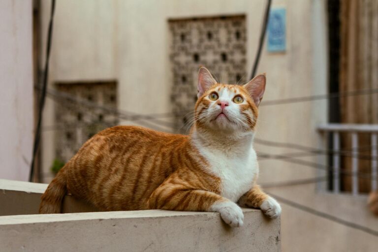 What It Means When a Cat Watches You More Than They Interact
