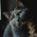 Captivating shot of a domestic grey cat with striking yellow eyes and a focused expression, perfect for pet-themed content.