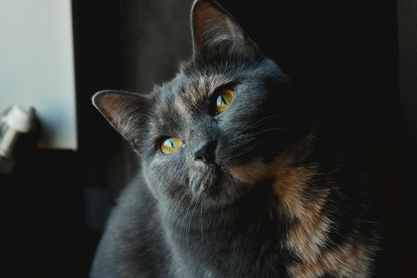 Captivating shot of a domestic grey cat with striking yellow eyes and a focused expression, perfect for pet-themed content.