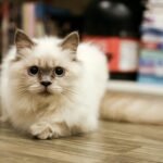 Charming fluffy cat with big eyes laying on a wooden floor indoors.