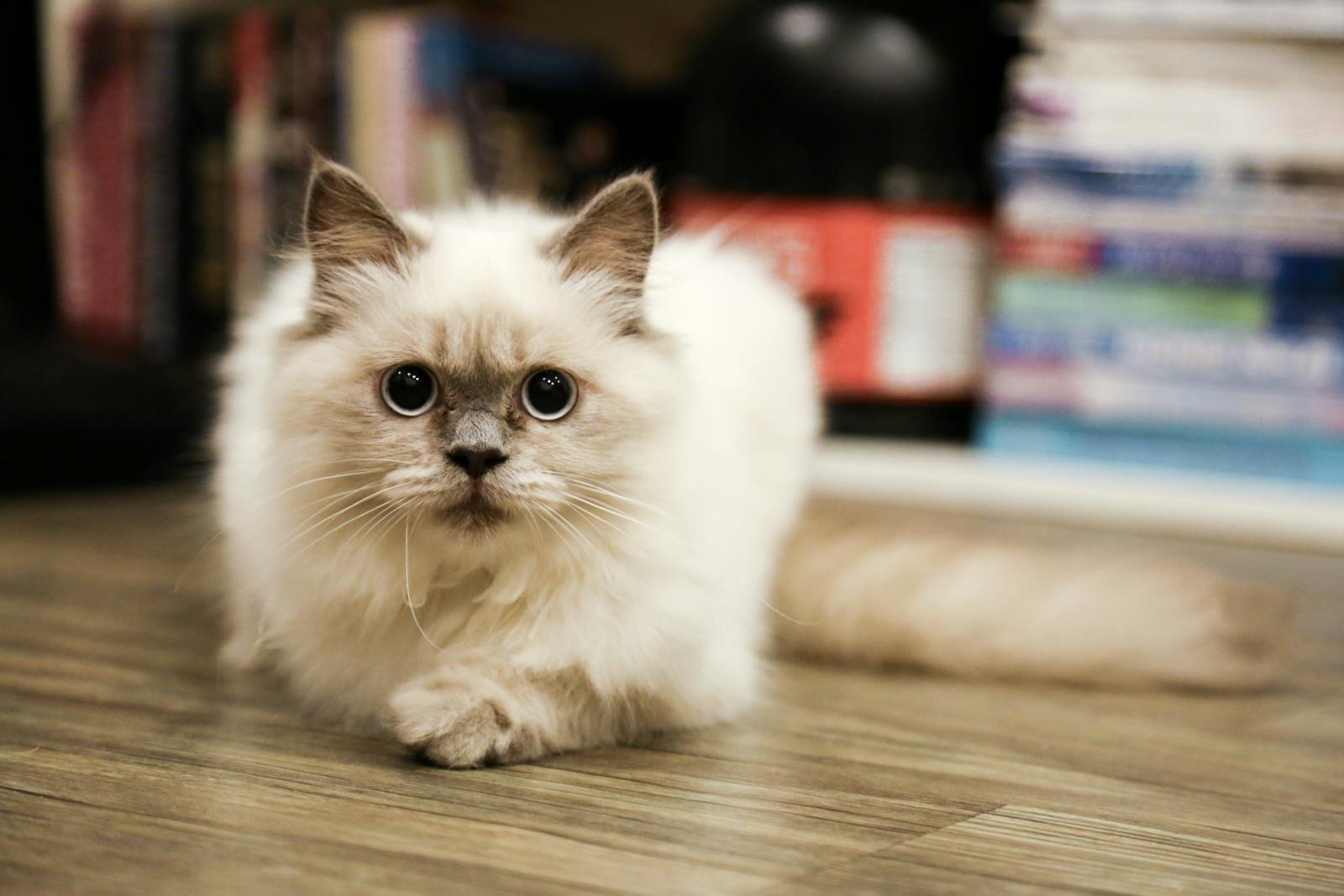 Charming fluffy cat with big eyes laying on a wooden floor indoors.