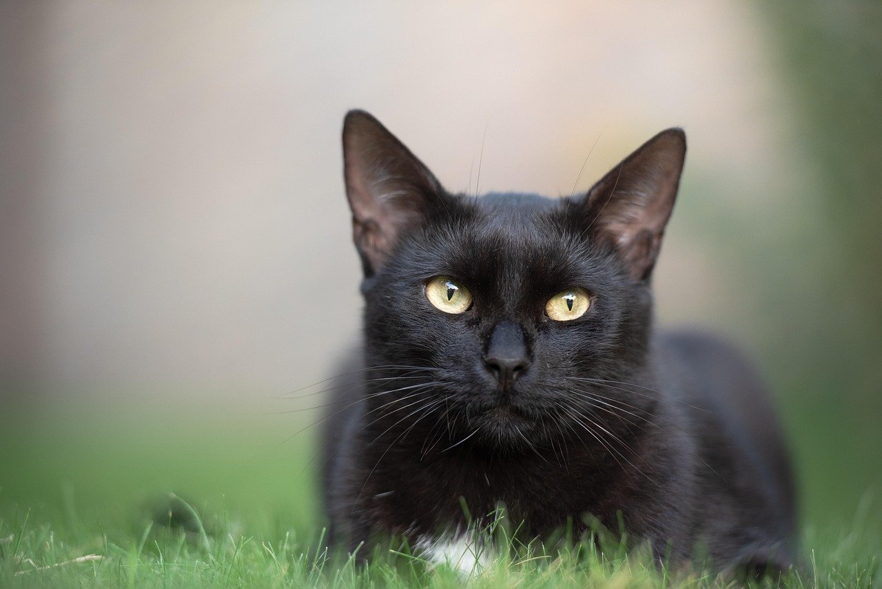 cat, pet, feline, black cat, animal, fur, kitty, domestic, domestic cat, nature, cat portrait, animal world, cat, cat, black cat, black cat, black cat, black cat, black cat