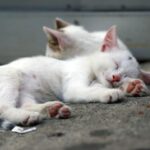 Cute kittens peacefully sleeping on a street in Istanbul, capturing the essence of urban feline life.