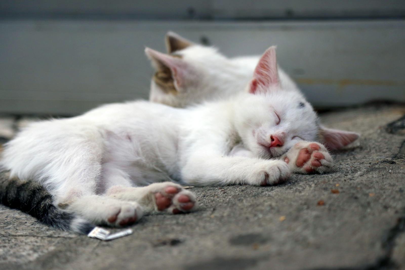 Cute kittens peacefully sleeping on a street in Istanbul, capturing the essence of urban feline life.