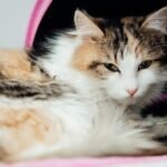 A close-up of a tabby cat receiving IV therapy at a pet clinic. Ideal for veterinary care themes.