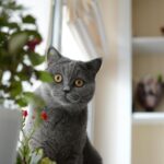 Gray British Shorthair cat indoors beside houseplants, looking curious.