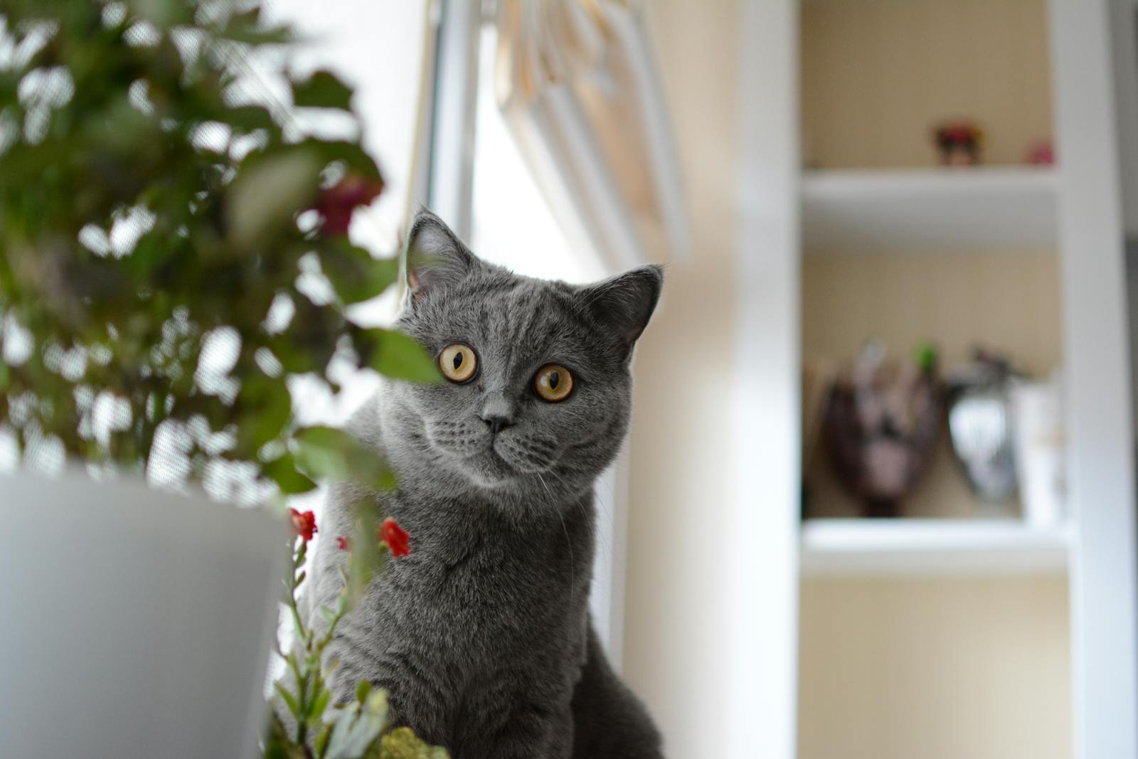 Gray British Shorthair cat indoors beside houseplants, looking curious.