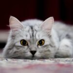 cat, animal, pet, friendship, fur, portrait, trust, feline, nature, curious, eyes, playful, kitty, predator, adorable, head, cute, friends, tiger, kitten, cat, cat, pet, trust, trust, kitty, kitten, kitten, kitten, kitten, kitten