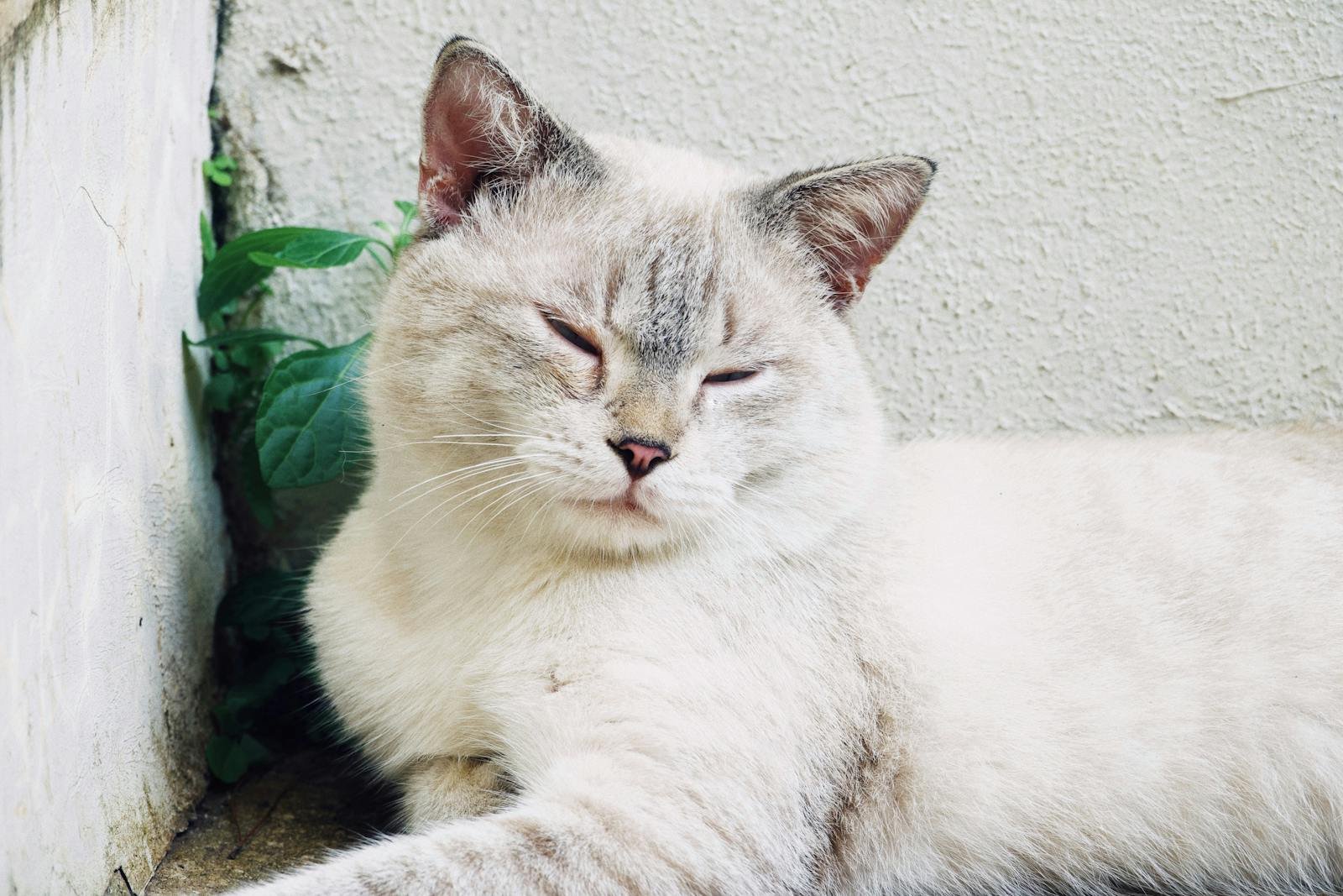 Cute white cat with eyes closed lying nearby stone wall of building at daylight