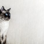 Cat Sits Facing Away