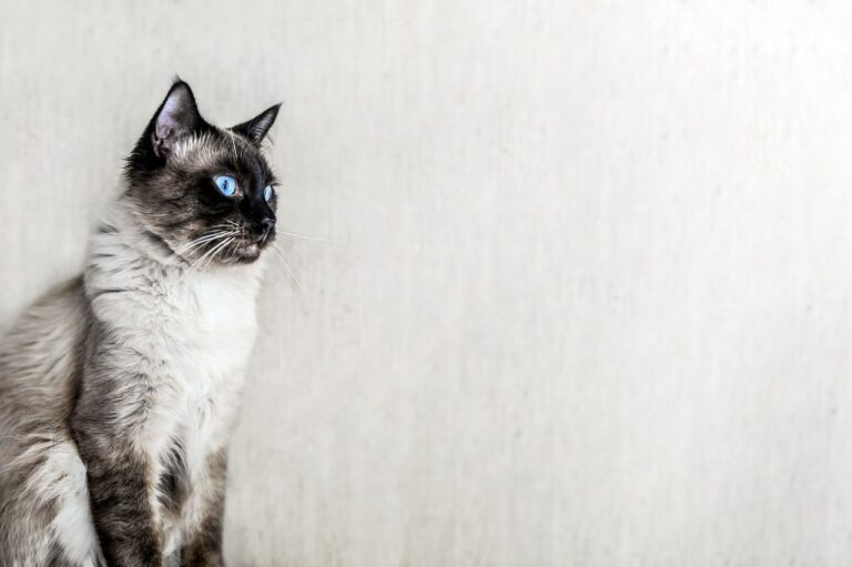 Cat Sits Facing Away