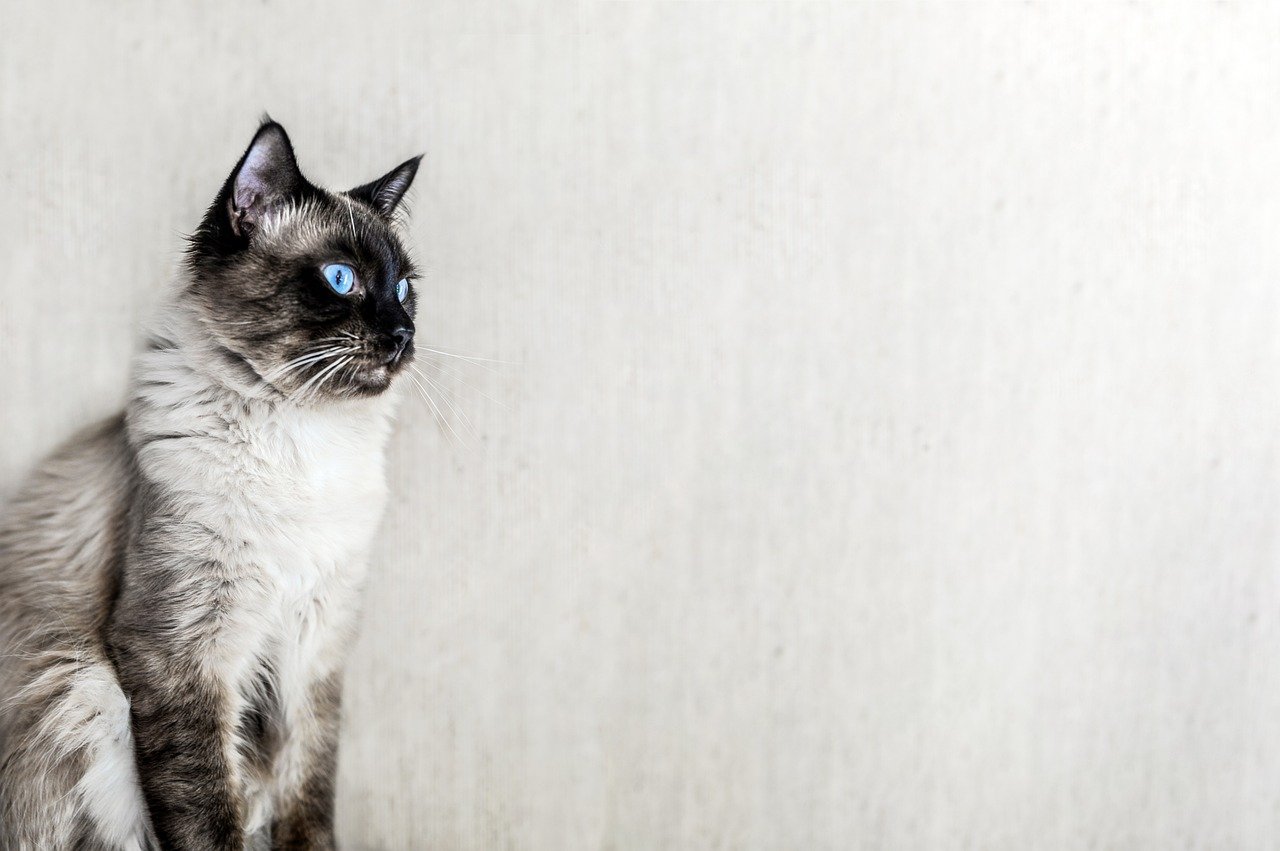 cat, kitten, ragdoll, animal, nature, feline, kitty, white, portrait, pet, ragdoll, ragdoll, ragdoll, ragdoll, ragdoll