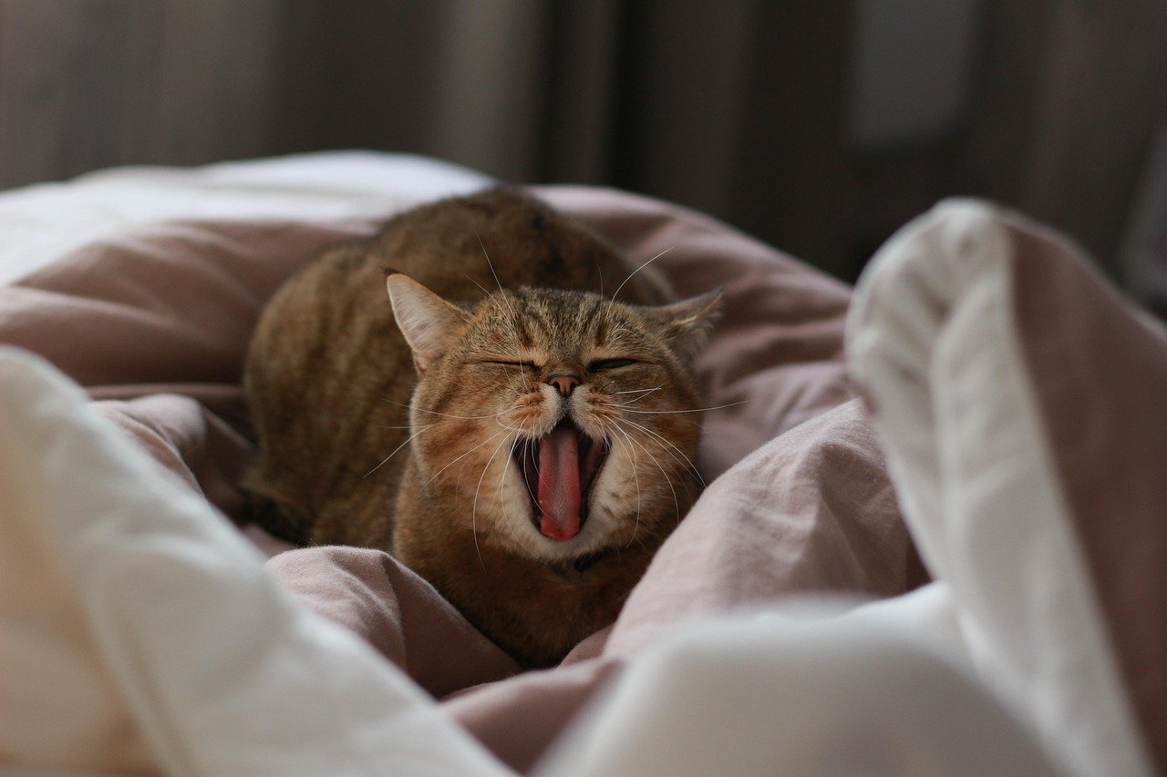 cat, pet, yawns, yawning, sleepy, to yawn, i love it, cat, cat, cat, cat, cat, animal, sleepy