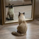Siamese cat sitting on wooden floor, curiously looking at reflection in a mirror.