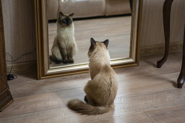 Siamese cat sitting on wooden floor, curiously looking at reflection in a mirror.