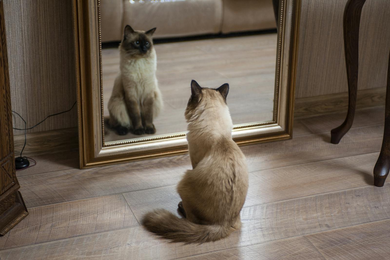 Siamese cat sitting on wooden floor, curiously looking at reflection in a mirror.