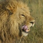 Close-up portrait of a lion in the wild, showcasing its powerful presence and majestic mane.
