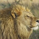 Close-up of a majestic lion with a golden mane in its natural habitat.
