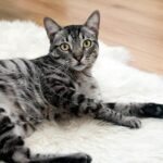 cat, pet, nature, animal, tabby cat, domestic cat, feline, mammal, cute, adorable, portrait, cat portrait, cat, cat, cat, cat, cat