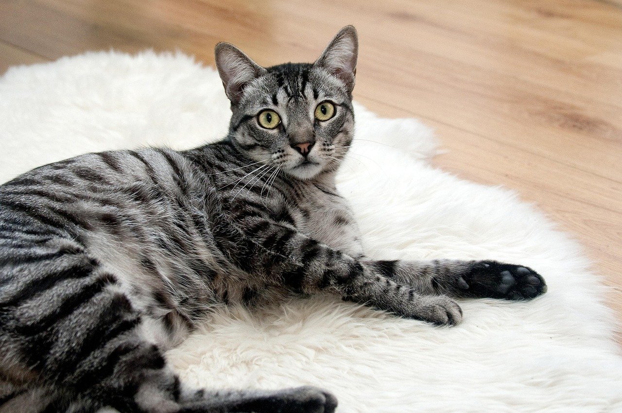 cat, pet, animal, tabby cat, domestic cat, feline, mammal, cute, adorable, portrait, cat portrait, nature, cat, cat, cat, cat, cat
