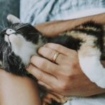 cat, pet, care, pet care, kitten, animal, domestic cat, feline, mammal, cute, furry, playful, fur, kitty, adorable, rescue cat, animal care, closeup, cat, nature, cat, cat, cat, pet, pet, pet, care, care, care, care, pet care, pet care, pet care, pet care, pet care, kitten, kitten, kitten, rescue cat