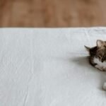A serene sleeping cat on a white bed with ample copyspace, evoking calm and tranquility.