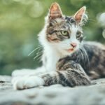 Close-up of a cute tabby cat lying outdoors with a bokeh background.