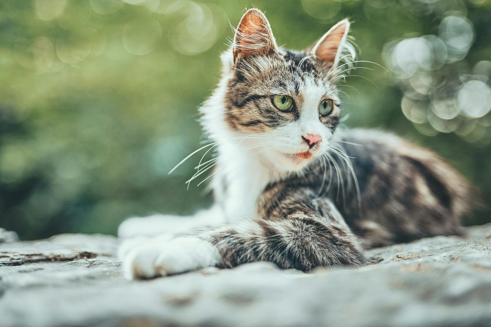 Close-up of a cute tabby cat lying outdoors with a bokeh background.