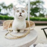 Cute kitten with wide eyes sits on a table outdoors, surrounded by a woven basket.