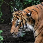 Close-up of a tiger in the wild, showcasing its majestic stripes and piercing eyes.