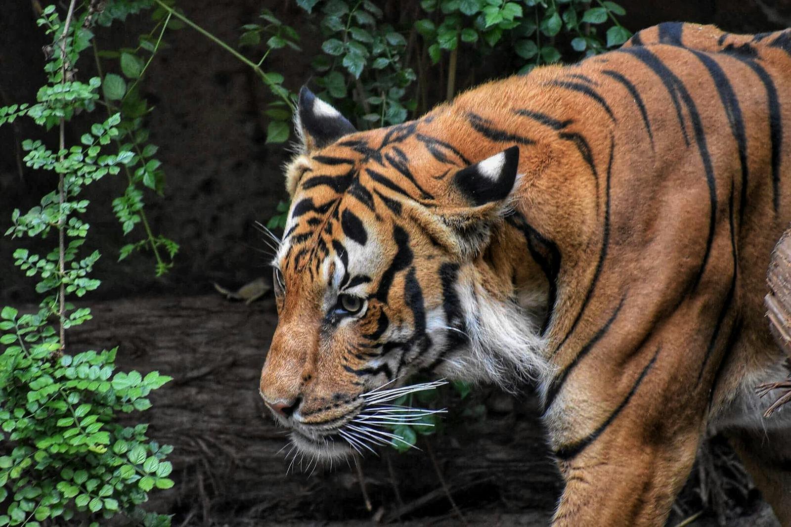 Close-up of a tiger in the wild, showcasing its majestic stripes and piercing eyes.