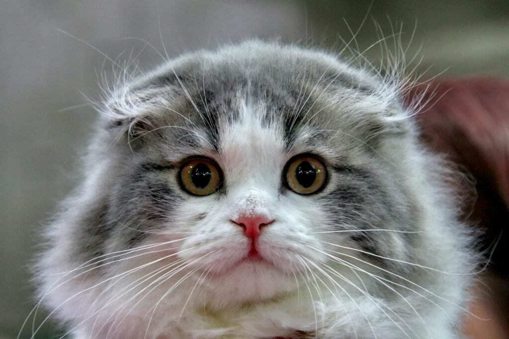 Adorable close-up of a fluffy cat with expressive eyes and whiskers.
