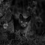Black and white of attentive cat looking at camera while standing on grass near tree trunk in forest in summer in nature