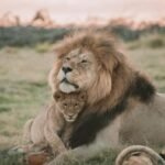 brown lion lying on green grass during daytime
