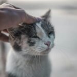Close-up of a cat enjoying a gentle pet from a human hand outdoors.