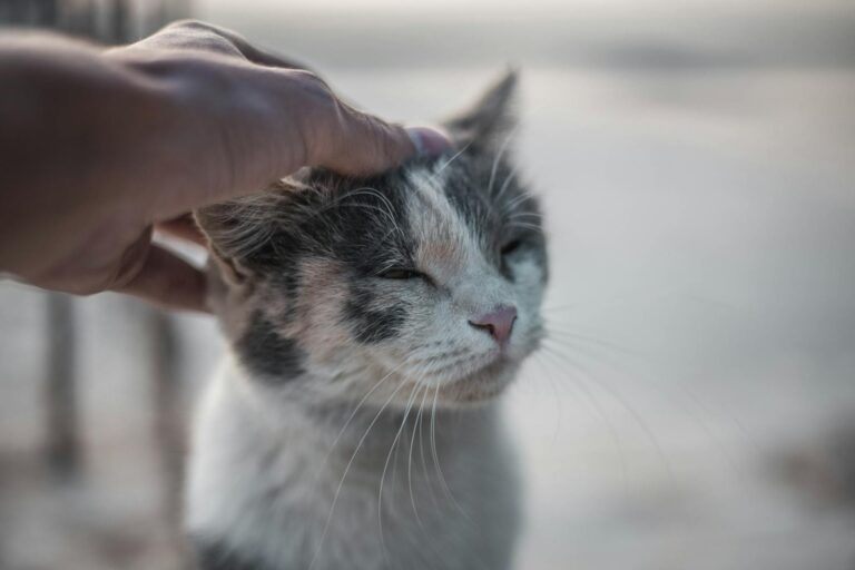 Close-up of a cat enjoying a gentle pet from a human hand outdoors.